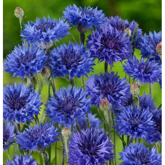 Rudzupuķes Blauer Jungle"...