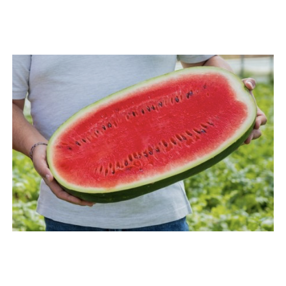 Arbūzi Morgan F1 (5 sēklas)