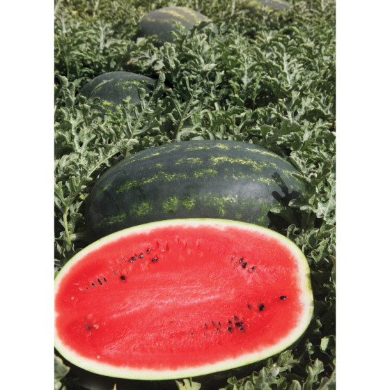 Arbūzi Mirsini F1 (5 sēklas)