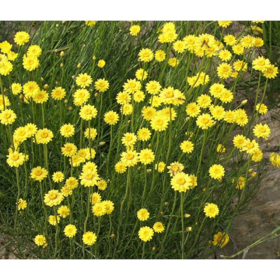 Salmenes Valentin" 0,5g"