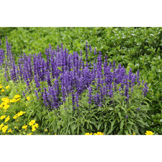 Salvija miltainā Victoria...