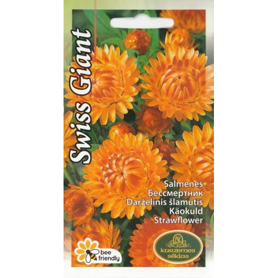 KS Salmenes SWISS GIANT...