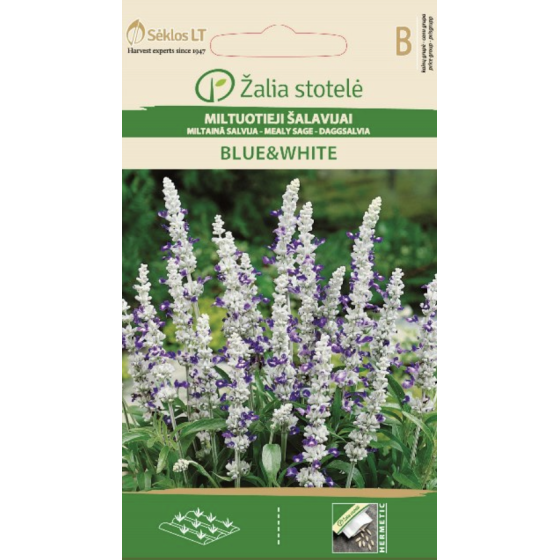 Salvija BLUE & WHITE