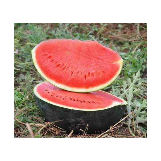 Arbūzi Baronesa RZ ( 5 sēklas)