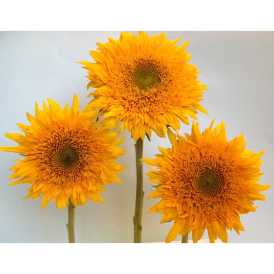 Saulespuķes Gemini Summer...