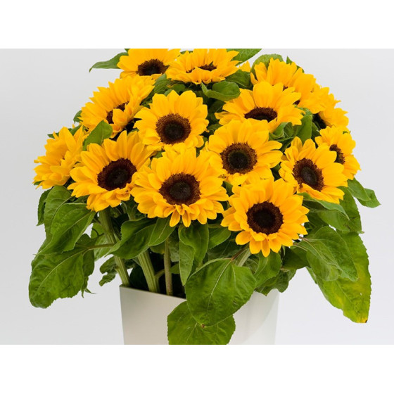 Saulespuķes Vincent's...