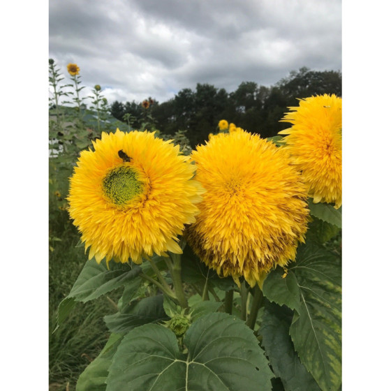 Saulespuķes Double Sun...