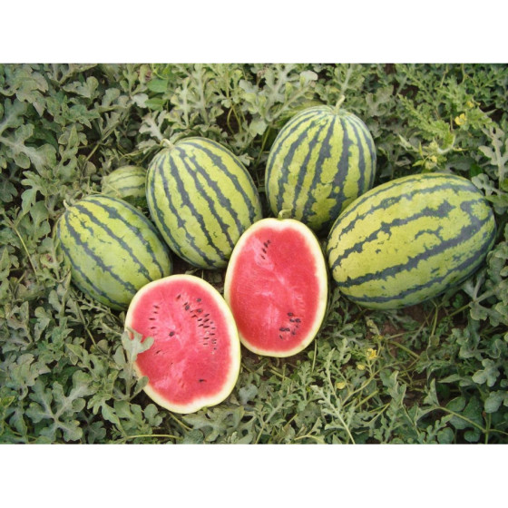 Arbūzi Bedouin F1" 50 sēkl....