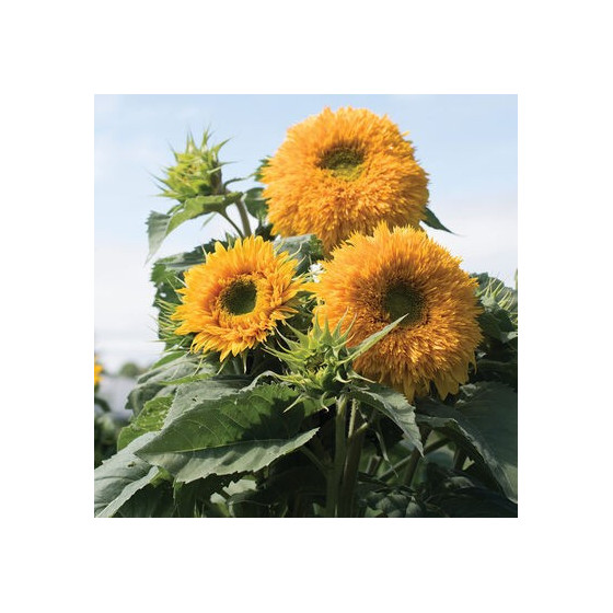 Saulespuķes Goldy Double"...