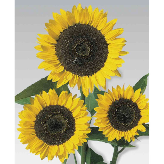 Saulespuķes Schnittgold" 20...