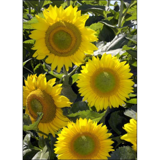 Saulespuķes Summer Breeze"...