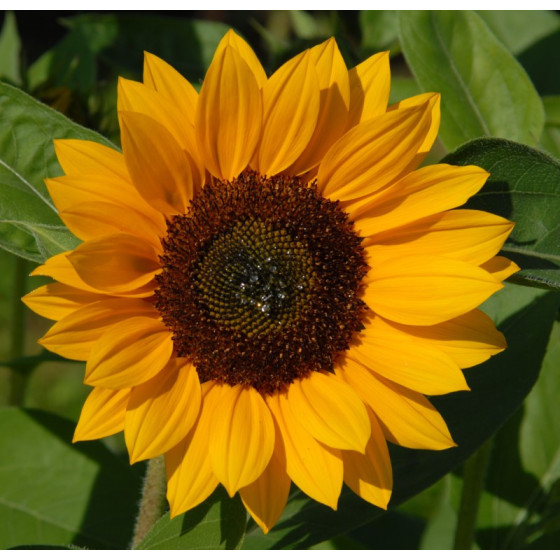Saulespuķes Premier Orange...