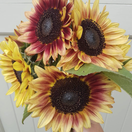 Saulespuķes divkrāsu...