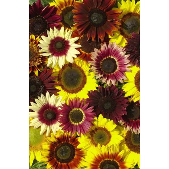 Saulespuķes Summertime" Mix...