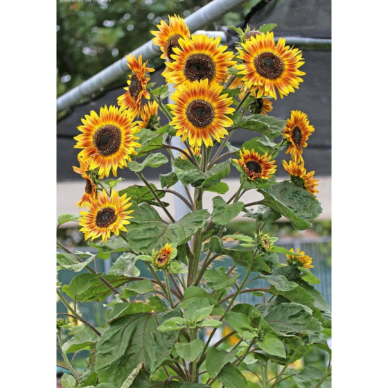 Saulespuķes Ring of Fire"...