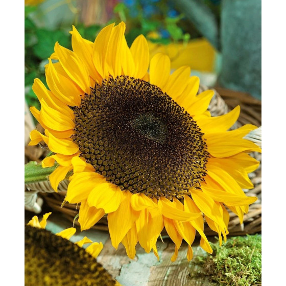 Saulespuķu sēklas 1kg (-30%)