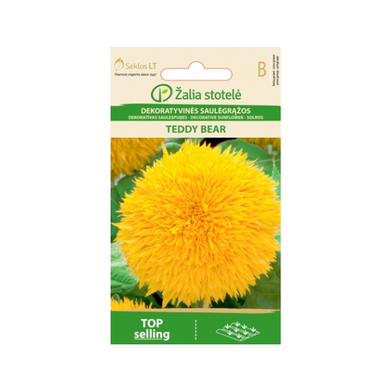 Saulespuķes TEDDY BEAR