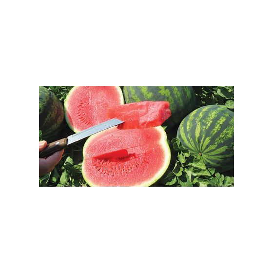 Arbūzi Romanza F1 (10 sēklas)