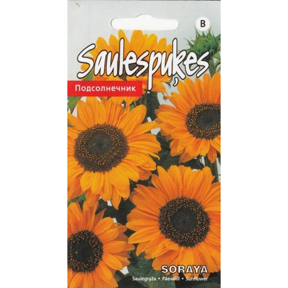 KS Saulespuķes Soraya 10s