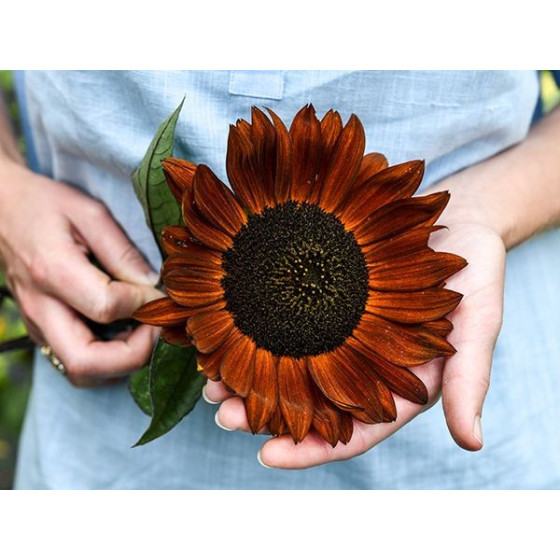 Saulespuķes Red Sun 2g*