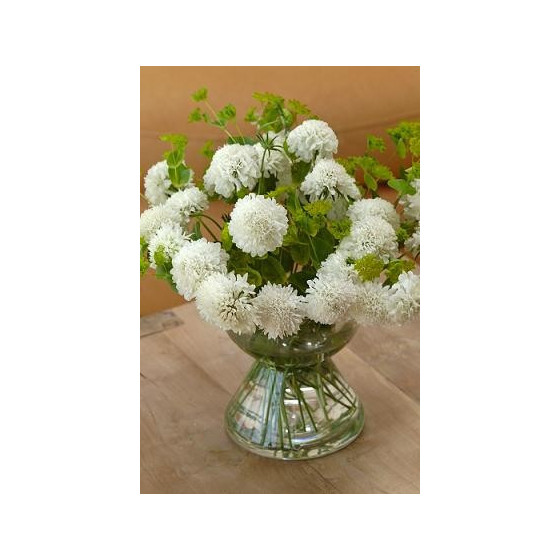 Skabiozas purpura...