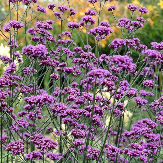 Verbena bonariensis Finesse...