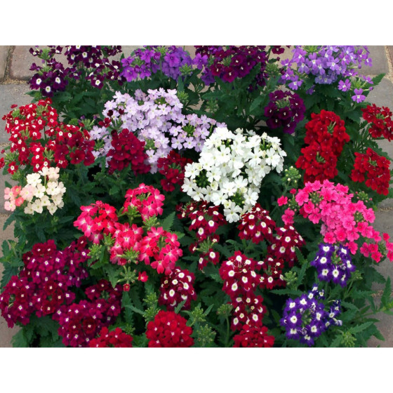 Verbena krūmu Obsession...