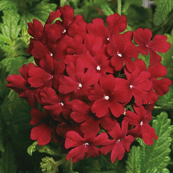 Verbena krūmu Obsession...