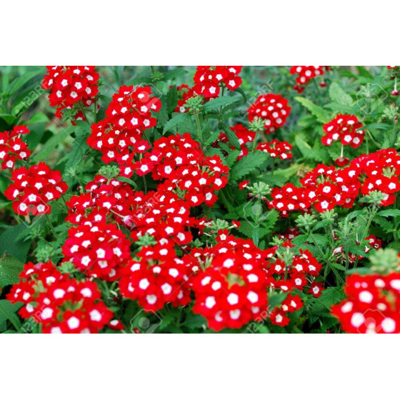 Verbena krūmu Obsession...