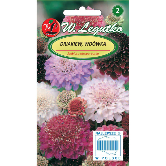 Skabiozas purpura MIX L*