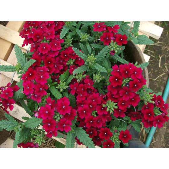 Verbena QUARTZ H BURGUNDY