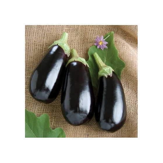 Baklažāni Classic F1 10s*