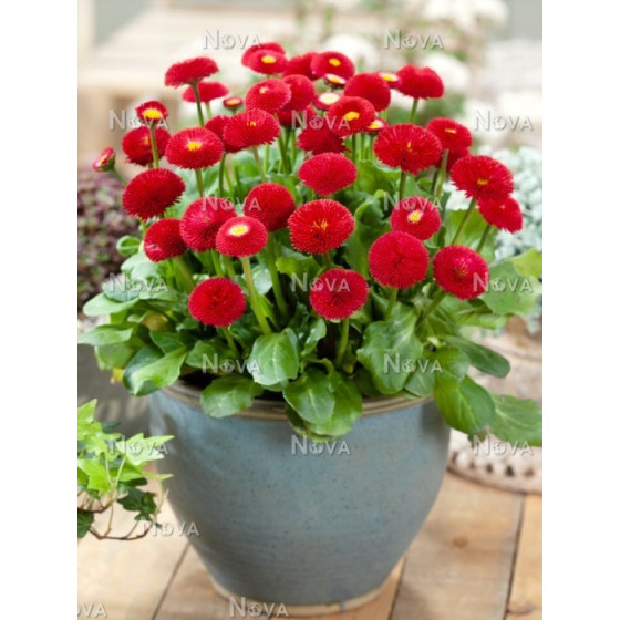 Mārpuķītes Roggli Red 20...