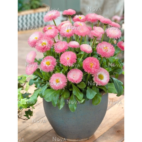 Mārpuķītes Roggli Rose 20...