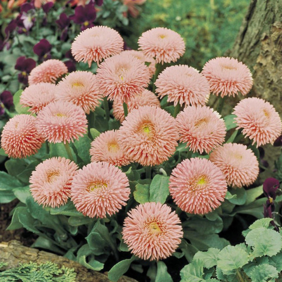 Mārpuķītes Robella" 10 sēklas"