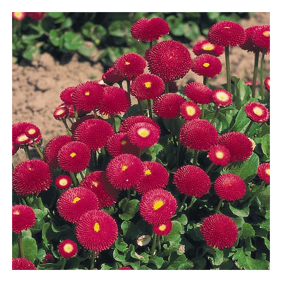 Mārpuķītes Tasso Deep Rose...