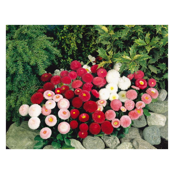 Mārpuķītes Tasso Mix (20...