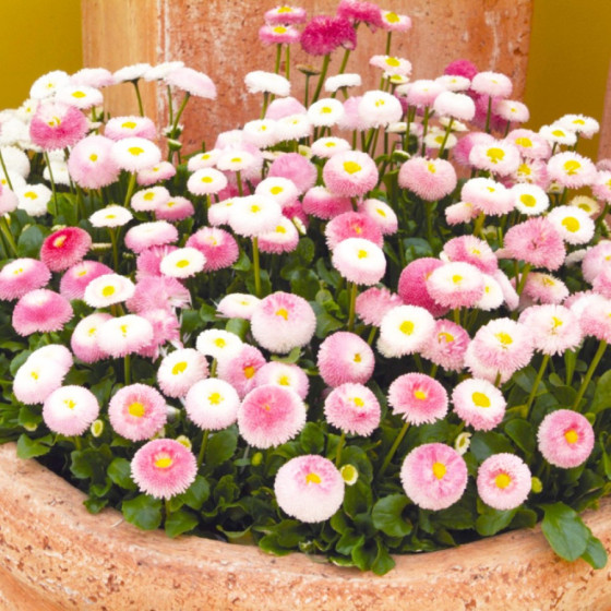 Mārpuķītes Tasso...