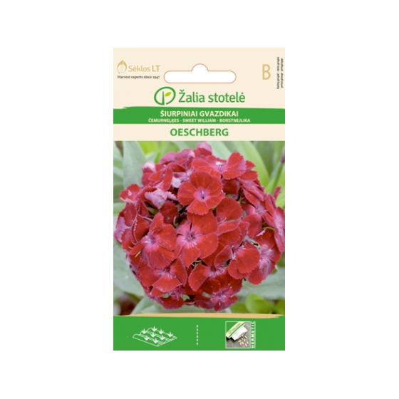 Čemurneļķes OESCHBERG, purple