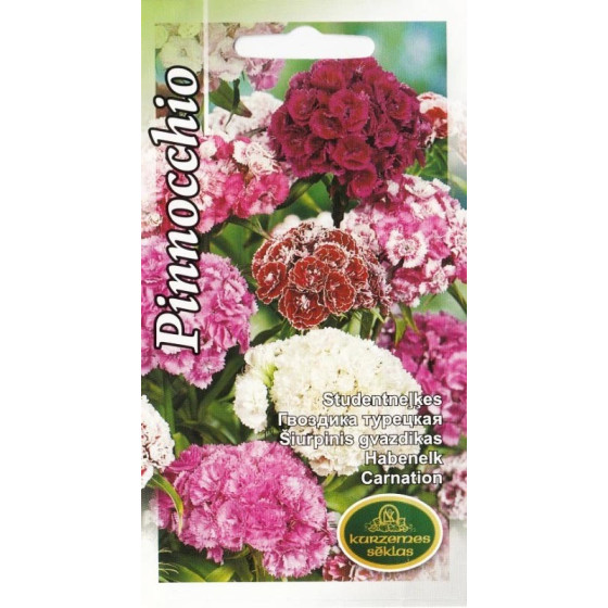 KS Neļķes Pinnocchio 1g