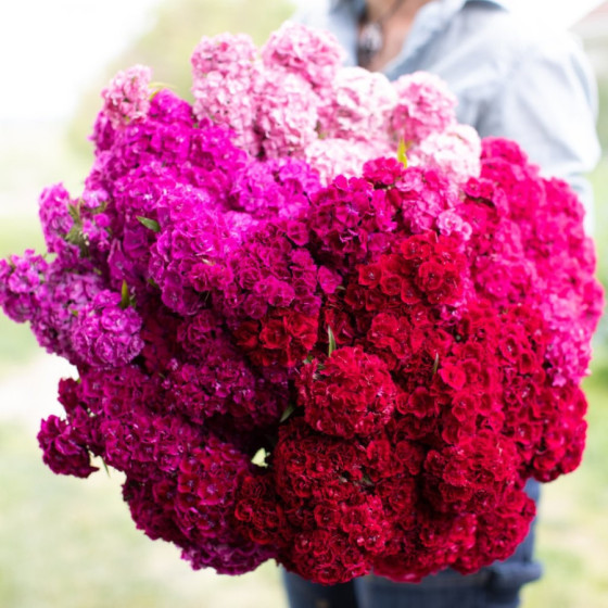 Studentu neļķes...