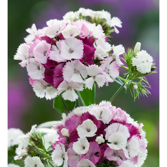 Studentu neļķes...