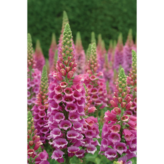 Uzpirkstīte purpura Candy...