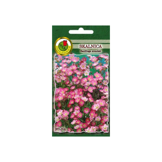 Akmeņlauzīte ārendsa