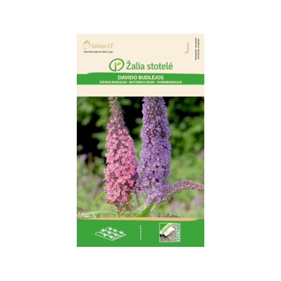 Budleja Dāvida