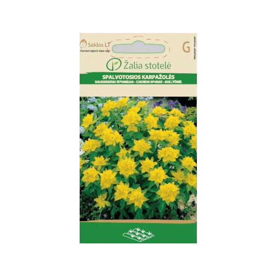 Eiforbija daudzkrāsu