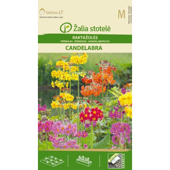 Prīmulas Candelabra