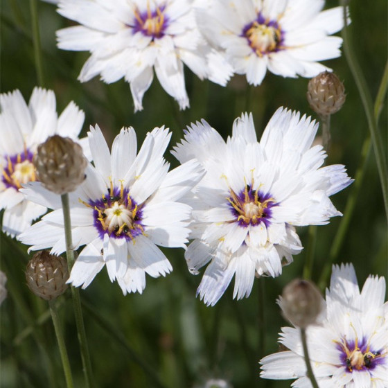 Kupidona bulta (Katananhe)...