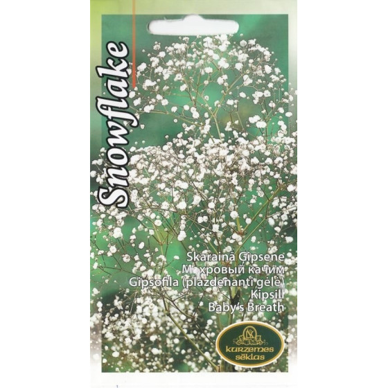 KS Ģipsenes skarainās...