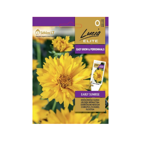 Brūnactiņa lielziedu Early...